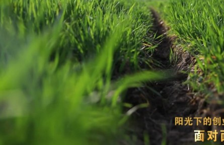 “新農(nóng)人”孫振中、魏巧夫婦：陽光下的創(chuàng)業(yè)
