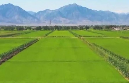 【新思想引領(lǐng)新征程】耕地保護成效明顯 筑牢糧食安全根基