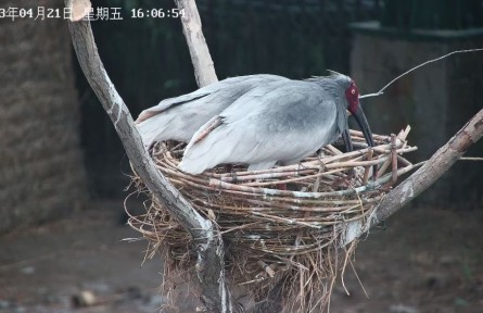 從陜西到山東，生活在黃河三角洲的朱鹮還好嗎？