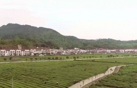 湖北：改良推廣近百萬(wàn)畝 茶香飄出荊楚味