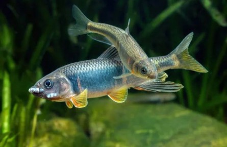 跑現(xiàn)場(chǎng)重調(diào)研，從一條小魚做出生態(tài)保護(hù)大文章