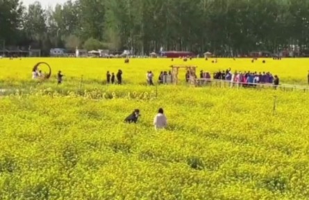 北京近郊面積最大，豐臺(tái)怪村200畝油菜花海綻放