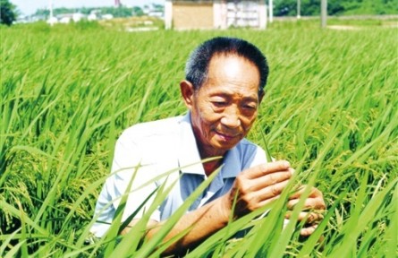守望世紀糧倉——寫在袁隆平院士逝世兩周年之際