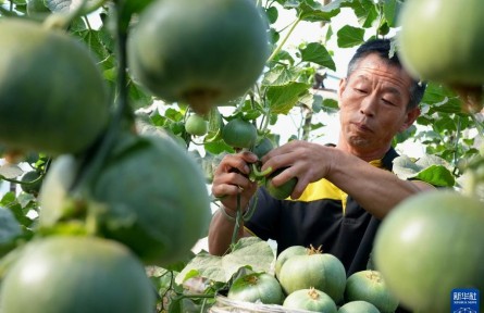 河北灤州：訂單果蔬助農增收