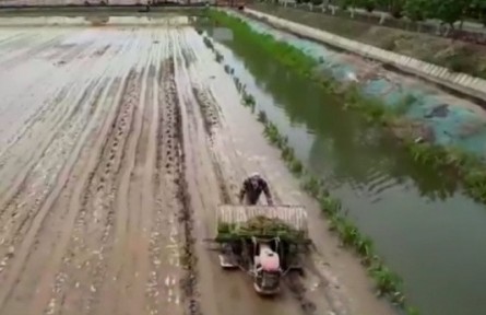 寧夏：夏播接近尾聲 已完成播種面積873.1萬畝