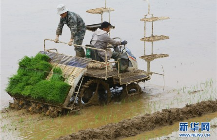 云南曲靖：田家少閑月 夏日人倍忙