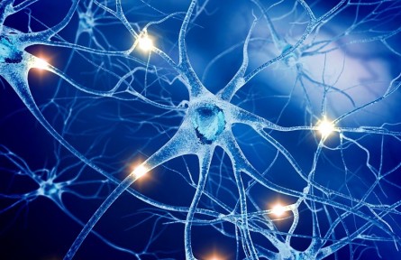 科技名詞 | 中樞神經(jīng)系統(tǒng) central nervous system，CNS