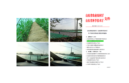 15.生姜專用膜覆蓋輕簡高效栽培技術(shù)