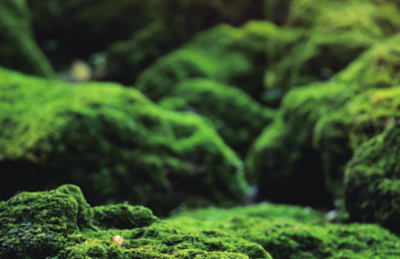 物種故事 | 苔蘚、地衣：各具特色的環(huán)境指示物種