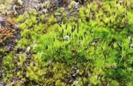 我國(guó)科學(xué)家揭示藻苔在青藏高原的生存法則