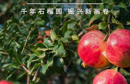 鑒往知來，跟著總書記學(xué)歷史 | 千年石榴園 振興新畫卷