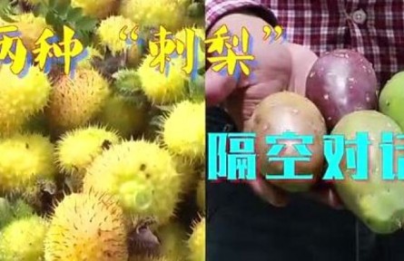 中國貴州對話墨西哥城：兩種“刺梨”，共品豐收甜蜜