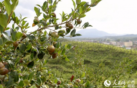 樹(shù)立大食物觀 向森林、深遠(yuǎn)海、鹽堿地要“新糧”