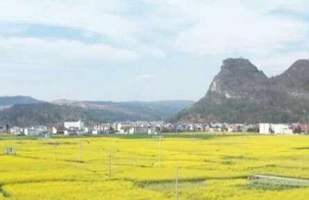 油菜花開引客來 春風吹暖“花經濟”