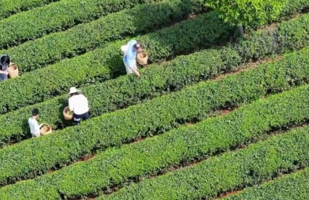 春意正濃茶飄香，湖南長沙望城烏山茶園搶“鮮”開采