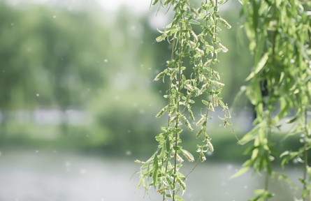 飛絮高發(fā)期如何遠離“飛絮煩惱”？這些誤區(qū)請注意