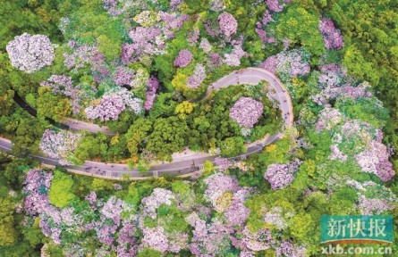 點(diǎn)“石”成綠！廣東石漠化沙化地區(qū)植被蓋度超80％