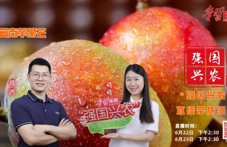 半夏時(shí)光，芒果飄香，明天下午2:30，“強(qiáng)國(guó)興農(nóng)”直播帶貨活動(dòng)邀您收看