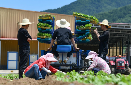 陜西太白 這里的高山蔬菜“高”在哪？
