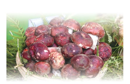 野生菌物種有多豐富？