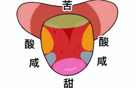辟謠|“舌尖嘗甜，舌根嘗苦”？你以為的舌頭“味覺地圖”，其實是假的