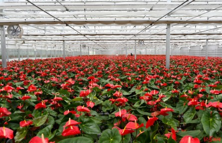 瓜果飄香、蔬菜滿園，青藏高原上有個(gè)農(nóng)業(yè)“后花園”