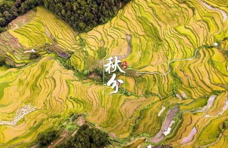 文脈·秋分|金黃梯田迎稻浪，侗寨古村喜曬秋