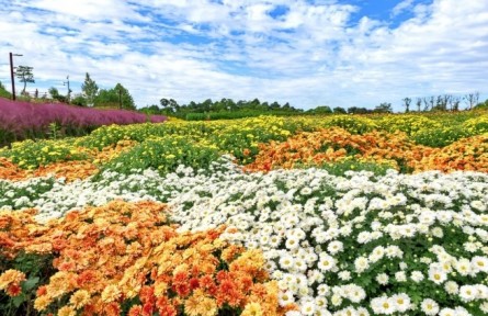 菊花，花中君子，可藥可食