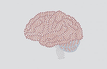 科技名詞|血腦屏障 blood-brain barrier