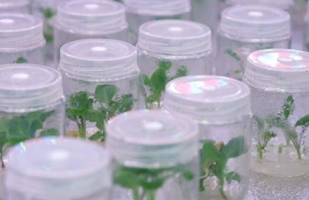 津產花椰菜新品種拿下印度千萬訂單