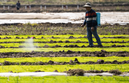 加快建設(shè)農(nóng)業(yè)強國規(guī)劃 plan to accelerate building up strength in agriculture