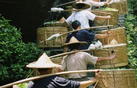 春茶開采忙