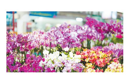 在華外國留學(xué)生走進云南昆明花卉產(chǎn)業(yè)現(xiàn)代化示范園：對云南鮮花產(chǎn)業(yè)有了更加生動的認識