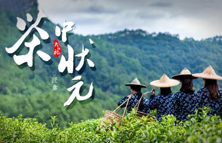 從三株茶樹(shù)到百畝茶田，他是當(dāng)之無(wú)愧的“大紅袍之父”