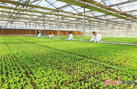 增速6.6%！甘肅農(nóng)業(yè)發(fā)展蹄疾步穩(wěn)