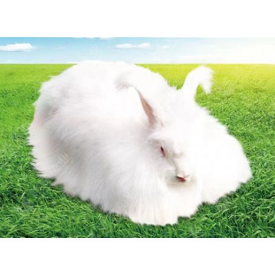 優(yōu)質(zhì)高產(chǎn)粗毛型長毛兔新品系-珍珠長毛兔