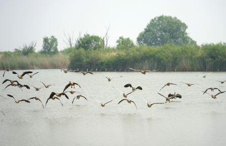 生物多樣性保護 biodiversity conservation