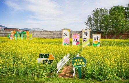 解鎖金色花海背后的“農(nóng)業(yè)密碼”！海淀以科技賦能“智慧田園”
