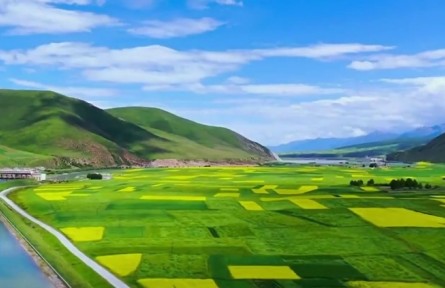 青海：政策性農(nóng)業(yè)保險護航鄉(xiāng)村振興