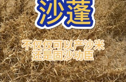 沙蓬，治理荒漠的好幫手，實(shí)地體驗(yàn)防風(fēng)固沙的效果