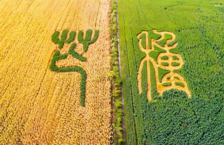 芒種：左手收麥浪，右手種希望