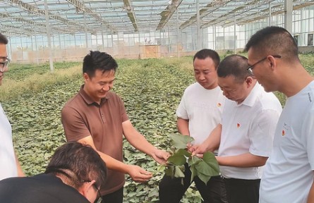 選調(diào)生何騰：做一根“紅薯藤”，去聽土地的心跳