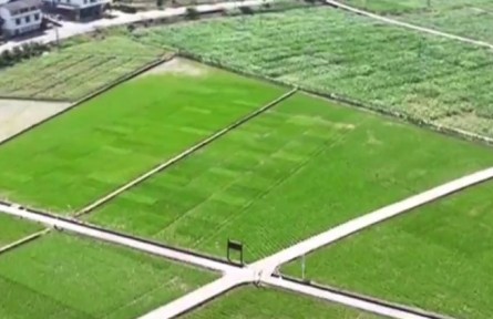 重慶：科技助力夏收夏種 筑牢農(nóng)業(yè)豐收基礎
