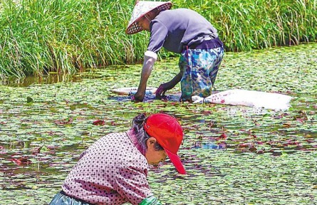 湖北利川：生態(tài)修復讓莼菜重獲生機