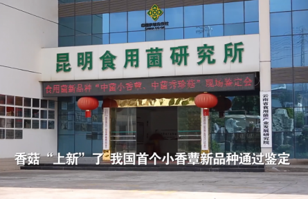 香菇“上新”了！我國首個小香蕈新品種通過鑒定