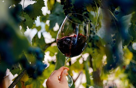 葡萄酒對健康有益？自釀葡萄酒小心喝“出事兒”