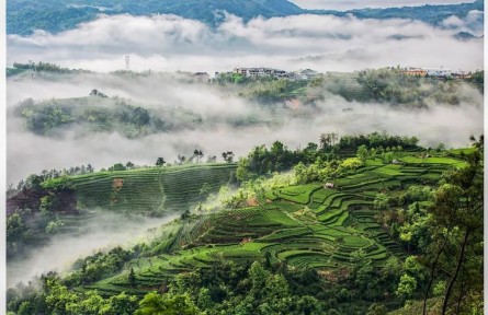 茶香起處：福建的山、海與人間
