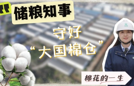 走進(jìn)中央儲備棉庫：見證棉花如何被精心守護(hù)
