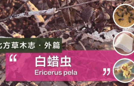 除了蜜蜂，這種蟲子的分泌物也可以制作蠟燭！