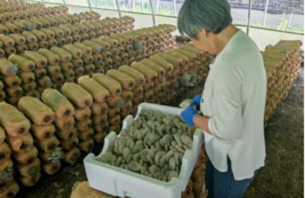 品牌手記類 ②：歷山之麓“醉氧香菇”探秘錄